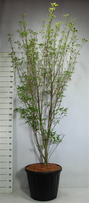 Bloemenkampen BV, Hkw. de Cornus kousa Weisse Fontaine Pack of 1