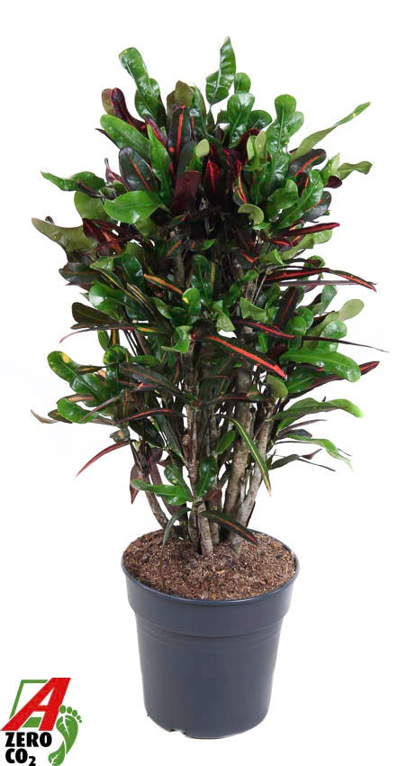 Codiaeum Mammi branched 100cm 27cm Pot