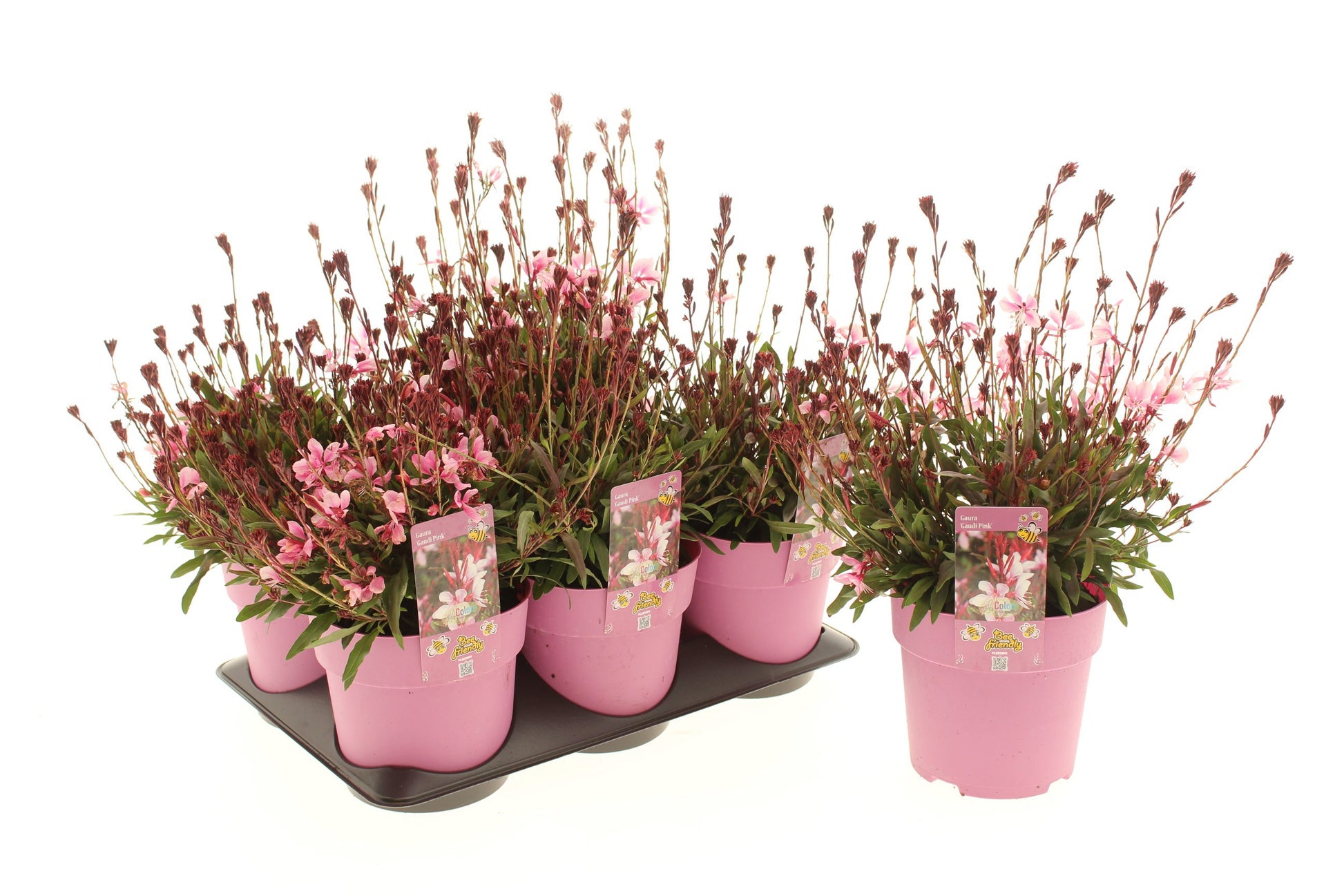 Gaura Gaudi Rose 15cm 15cm Pot