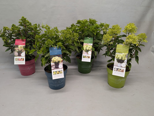 Hydrangea paniculata 55cm 19cm Pot