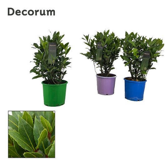 Laurus nobilis 60cm 20cm Pot