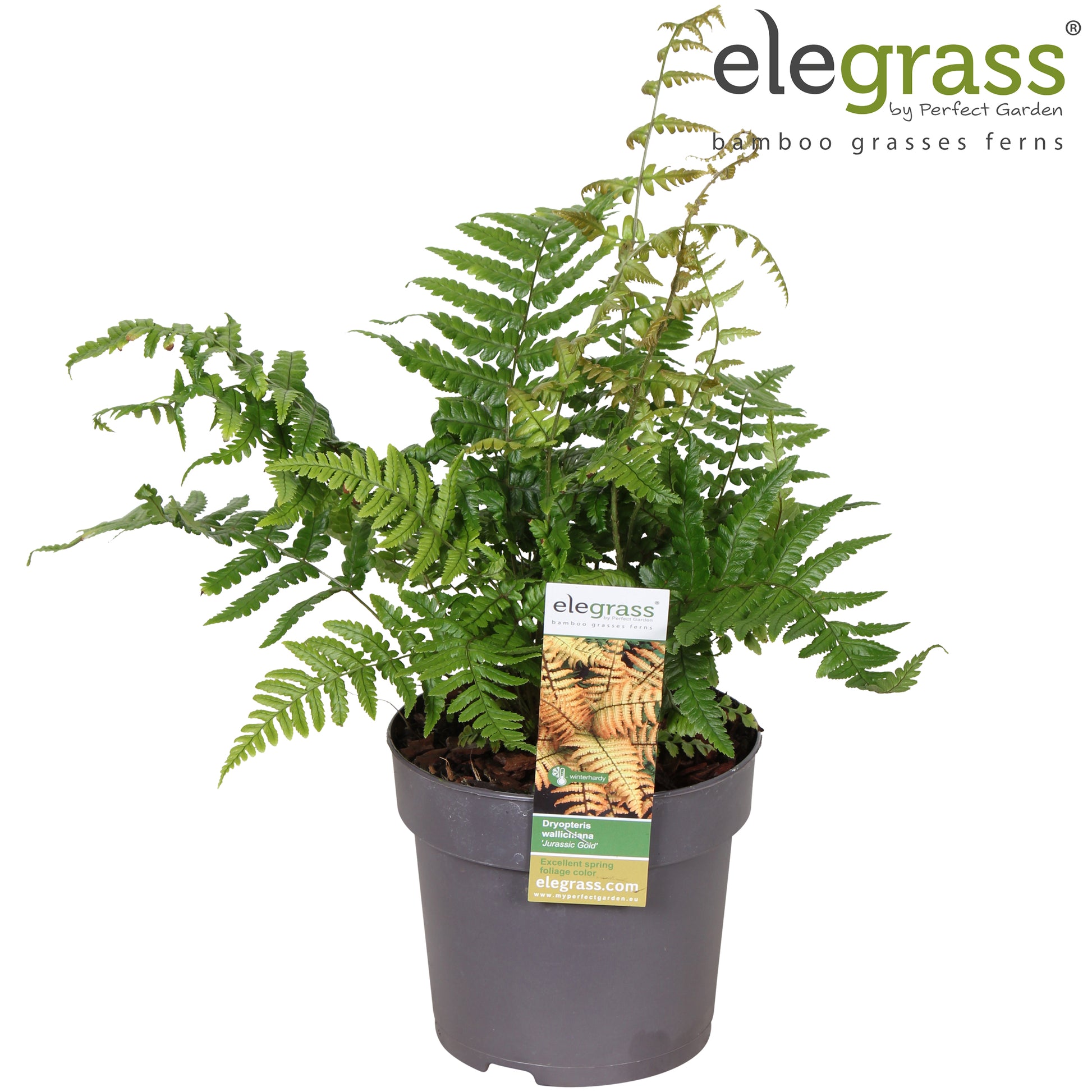 Dryopteris af. Jurassic Gold 40cm 14cm Pot