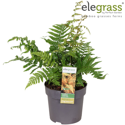 Dryopteris af. Jurassic Gold 40cm 14cm Pot