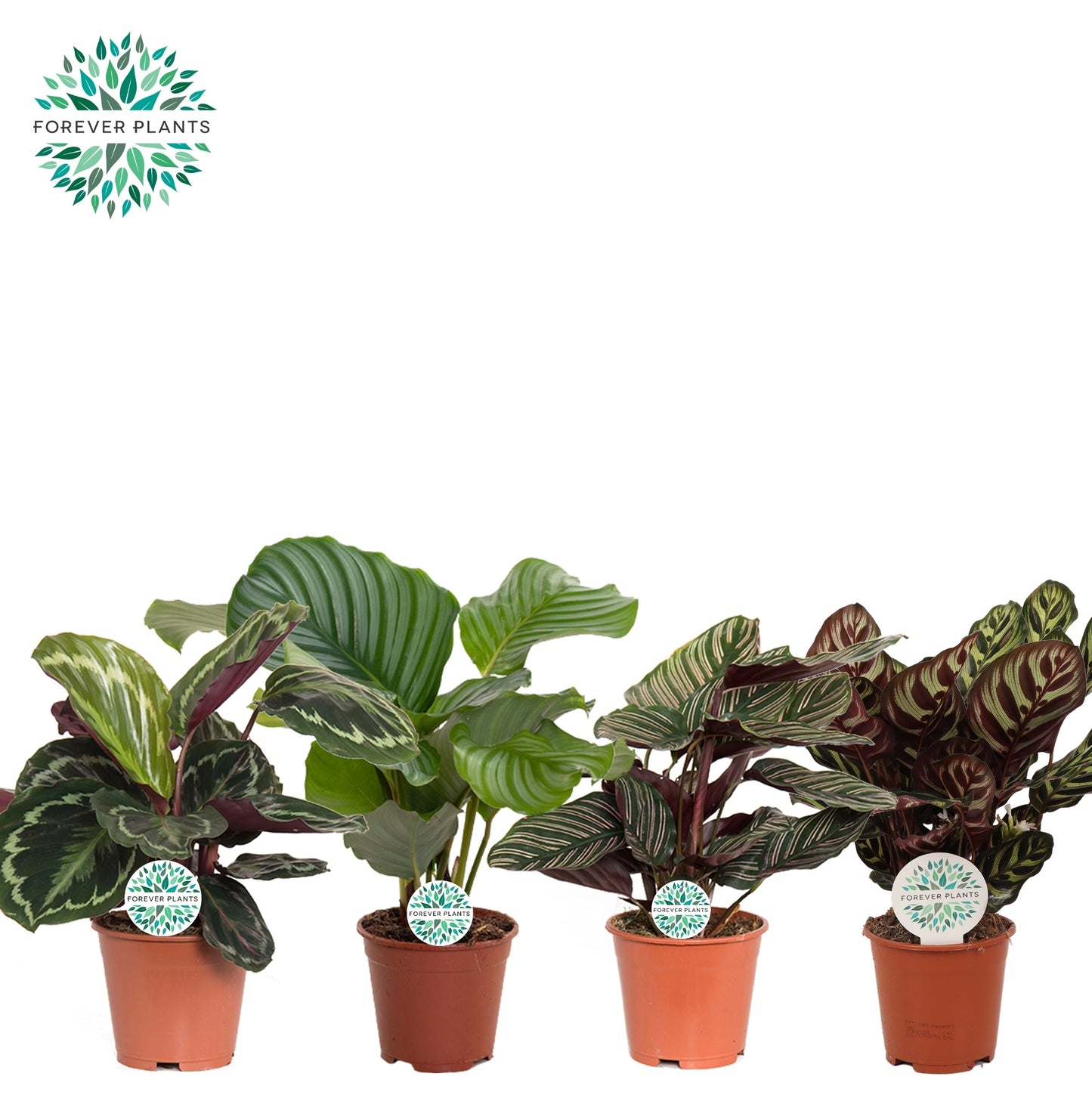 Calathea mix 45cm 14cm Pot