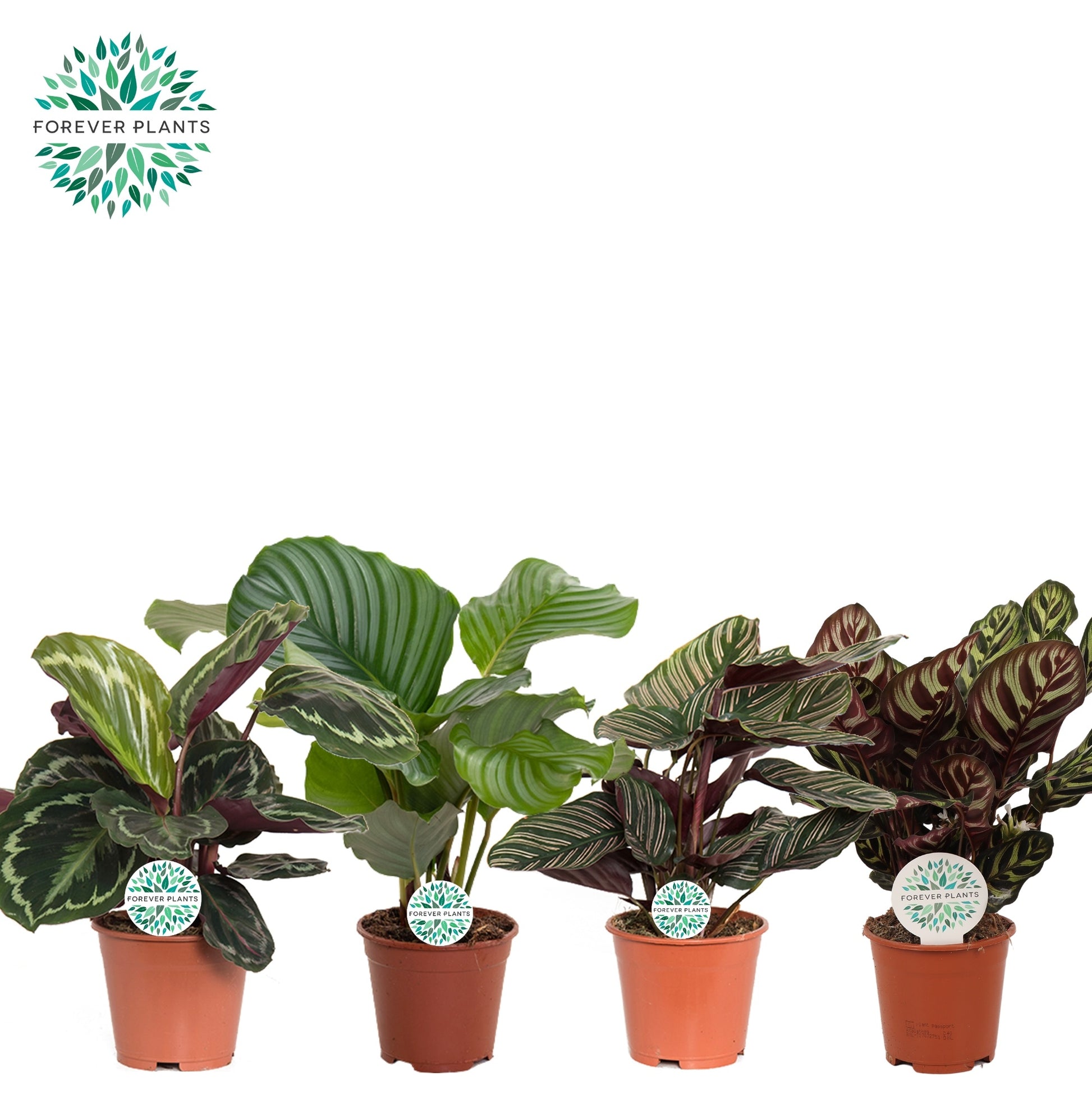 Calathea mix 45cm 14cm Pot