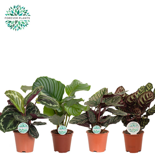 Calathea mix 45cm 14cm Pot