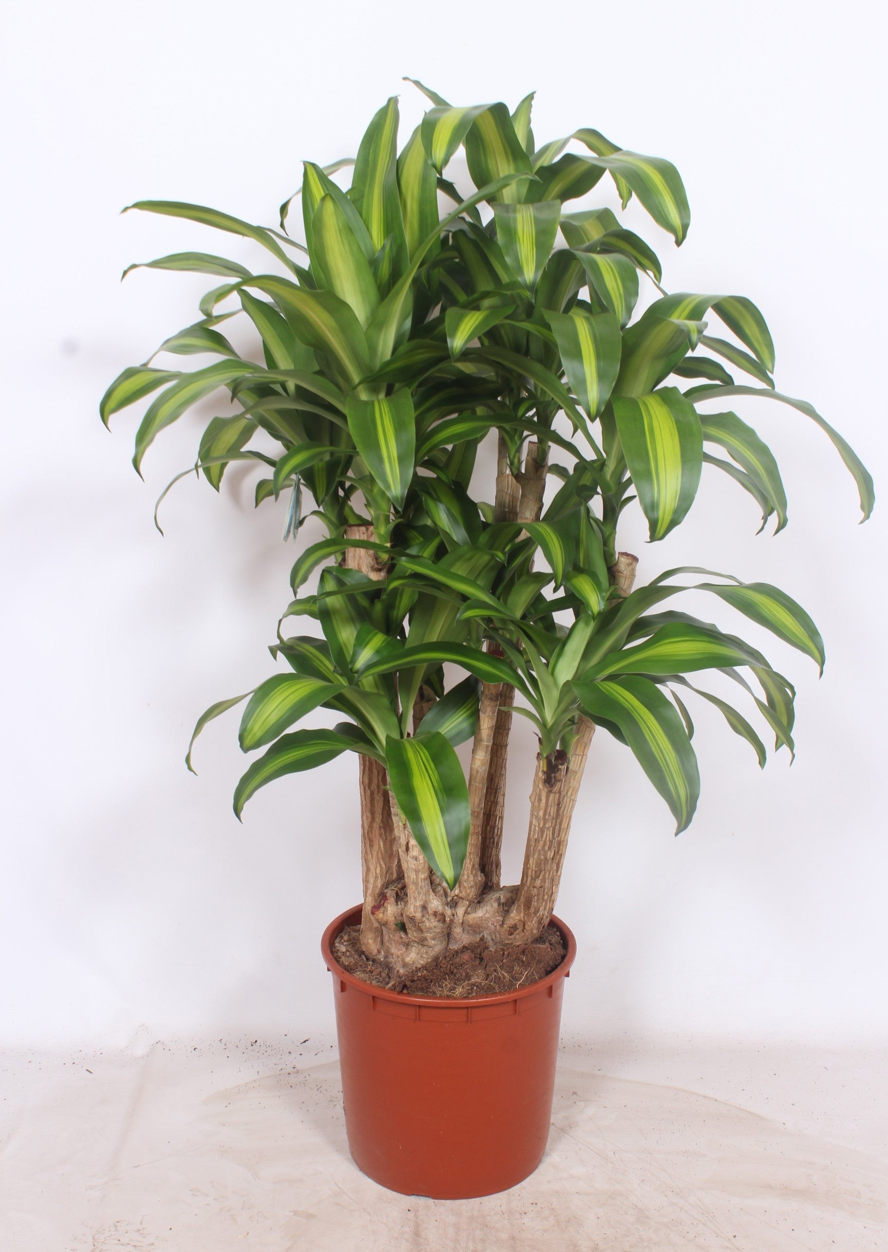 Dracaena frag. Massangeana 140cm 34cm Pot