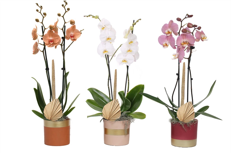 Phalaenopsis mix 55cm 12cm Pot