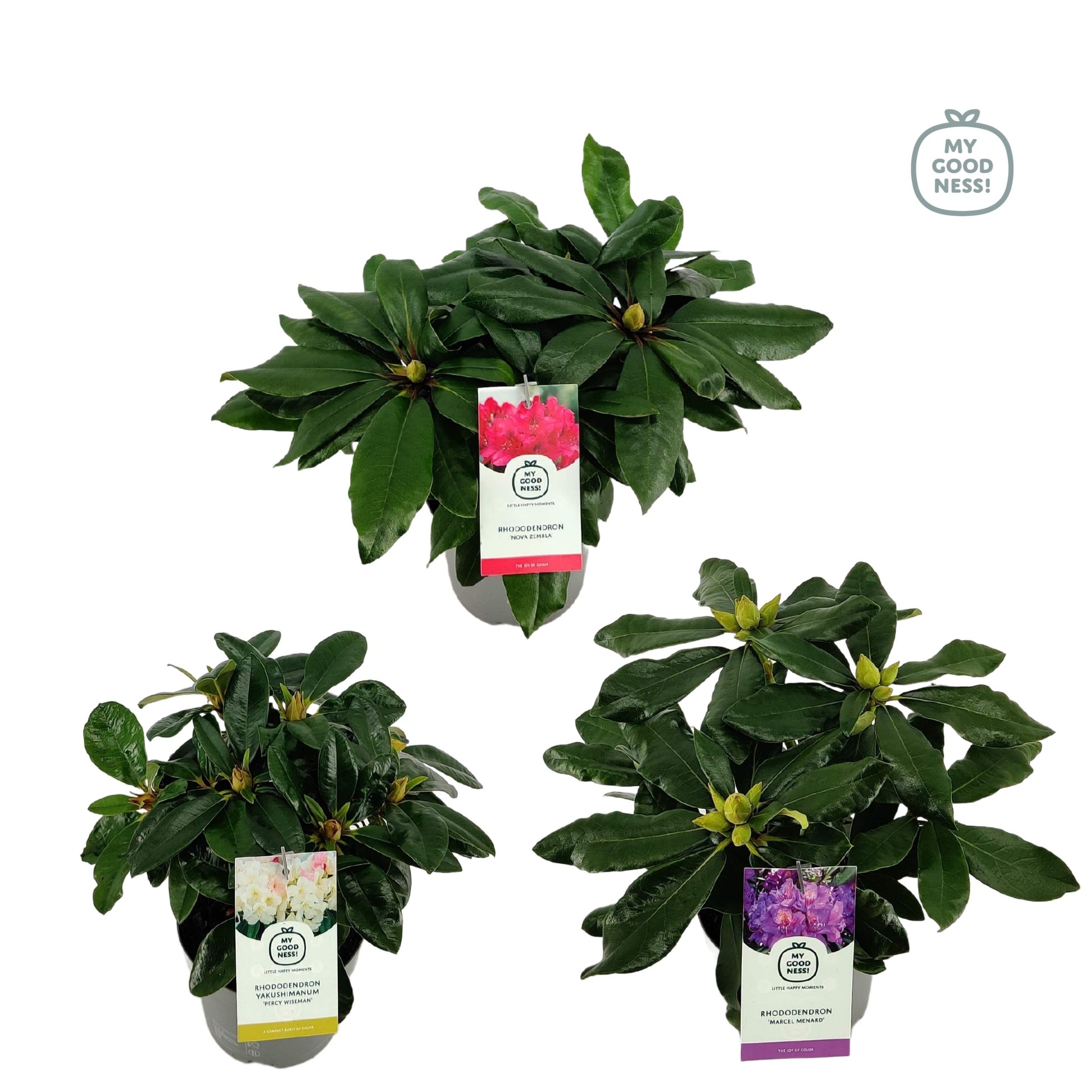 Rhododendron mix 35cm 15cm Pot