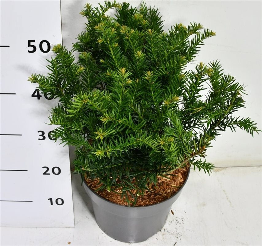 Taxus Repandens 50cm 26cm Pot