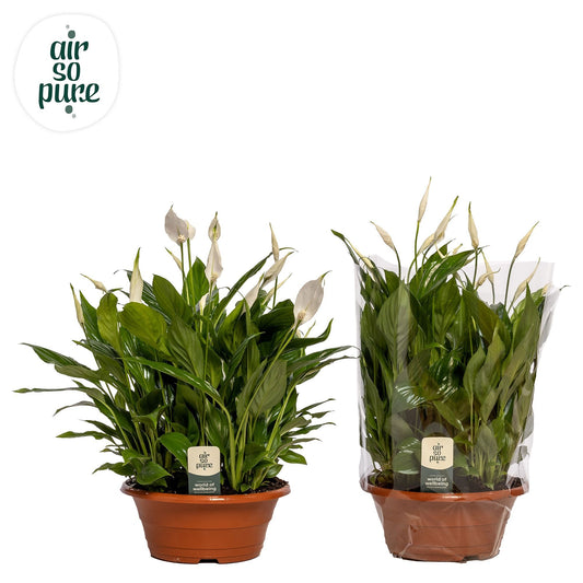 Riza vd Voort Potplanten Spathiphyllum Bellini schaal Pack of 15