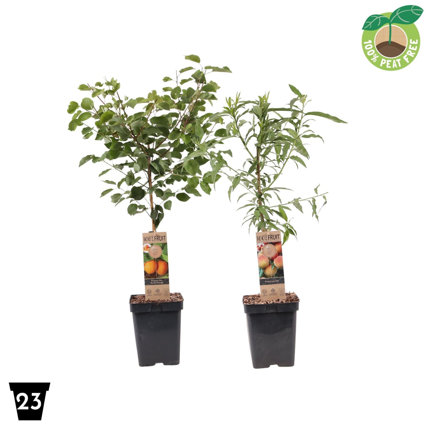 Prunus hybrid mix 90cm 23cm Pot