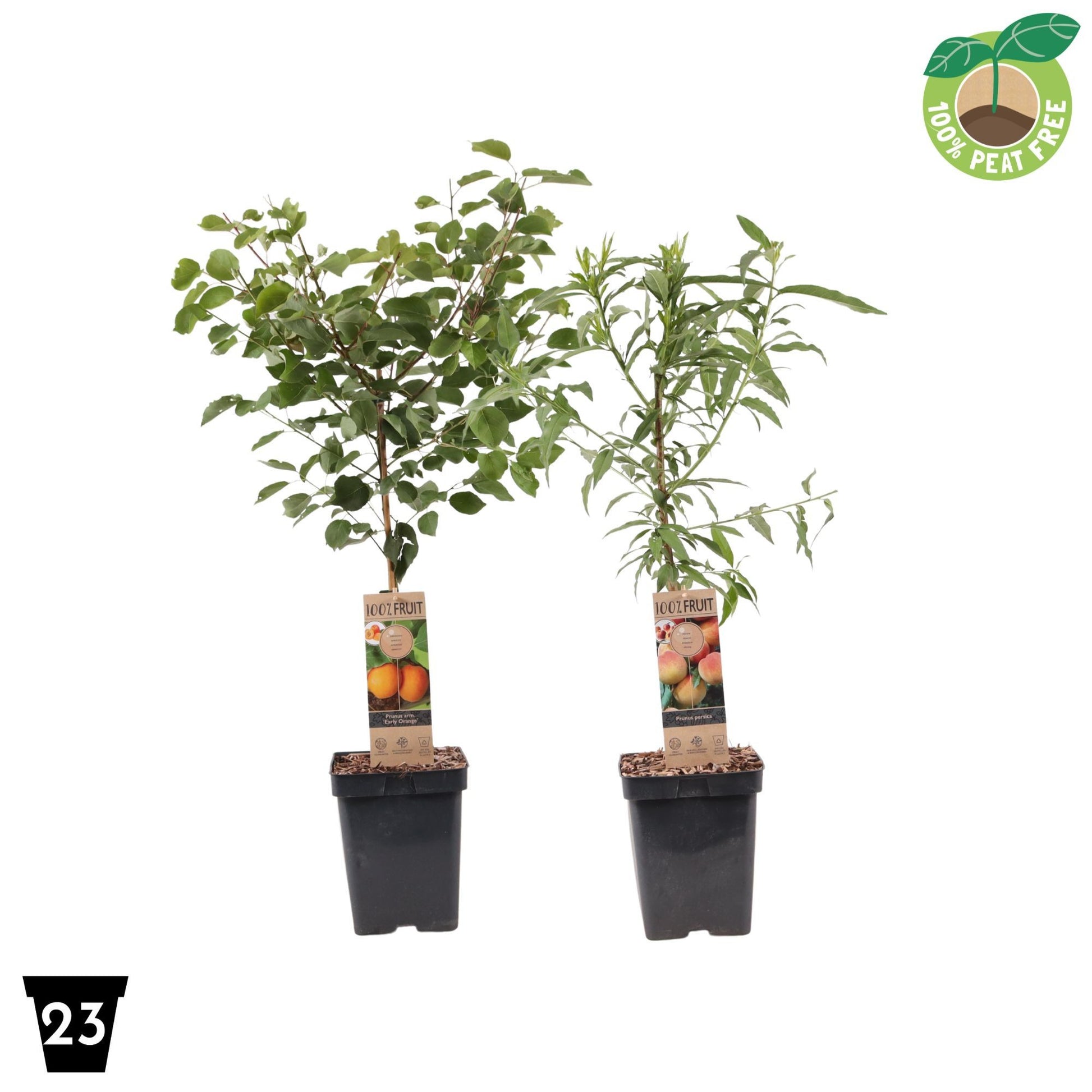 Prunus hybrid mix 90cm 23cm Pot