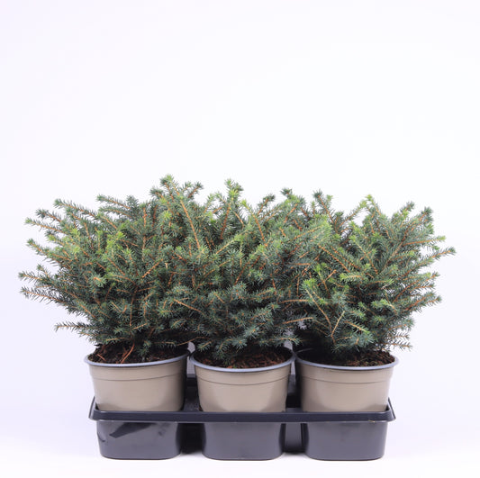 Picea omorika Karel 32cm 15cm Pot