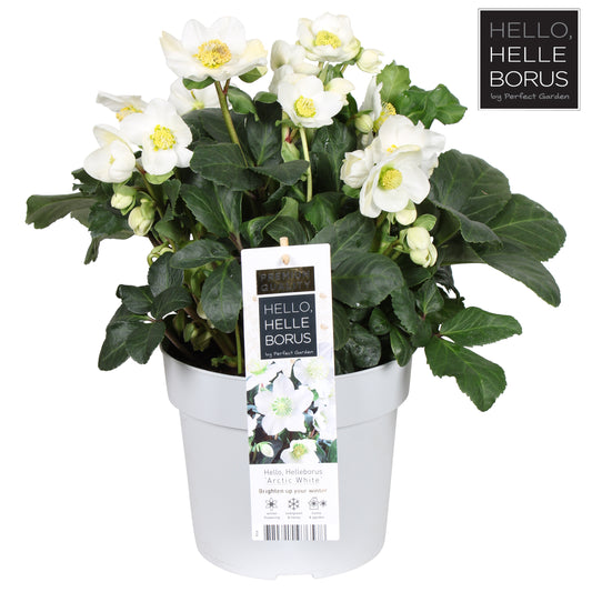 Helleborus niger 50cm 19cm Pot