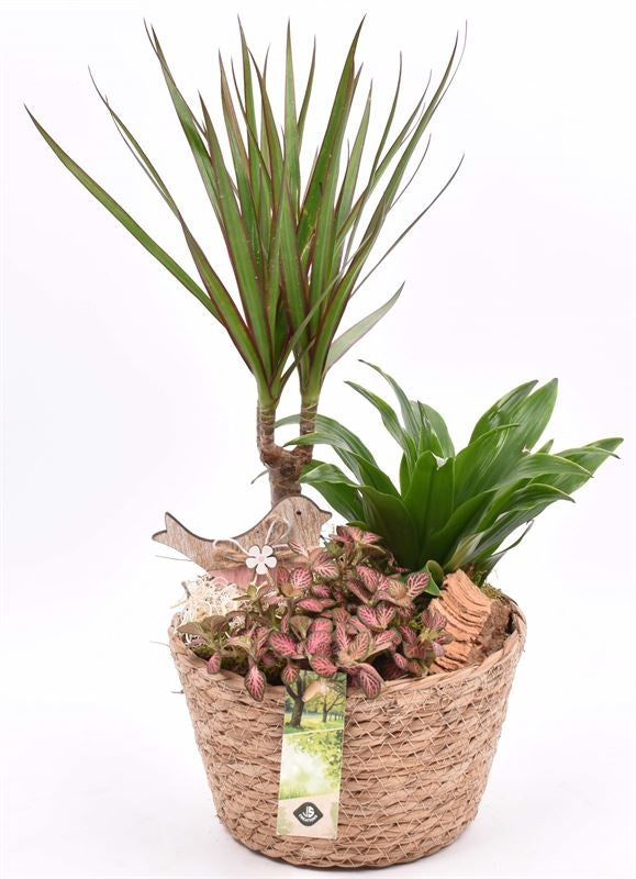 Indoor arrangement 18cm Pot