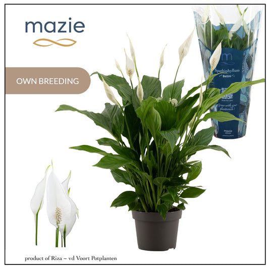 Spathiphyllum Strauss 50cm 13cm Pot