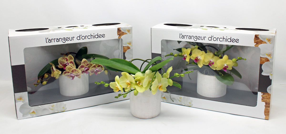 Phalaenopsis yellow 35cm 12cm Pot