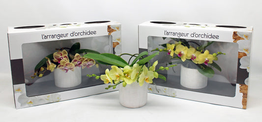 Phalaenopsis yellow 35cm 12cm Pot