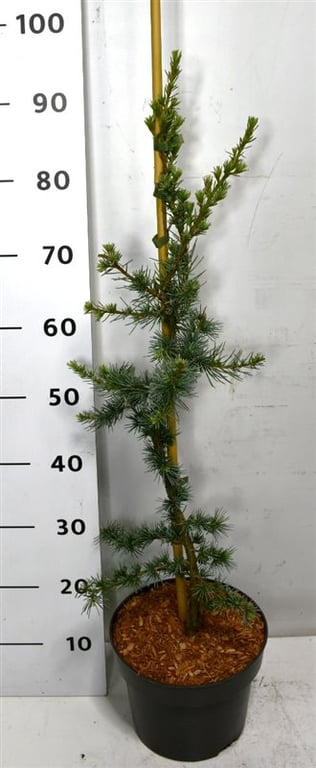 Cedrus libani Glauca 110cm 23cm Pot