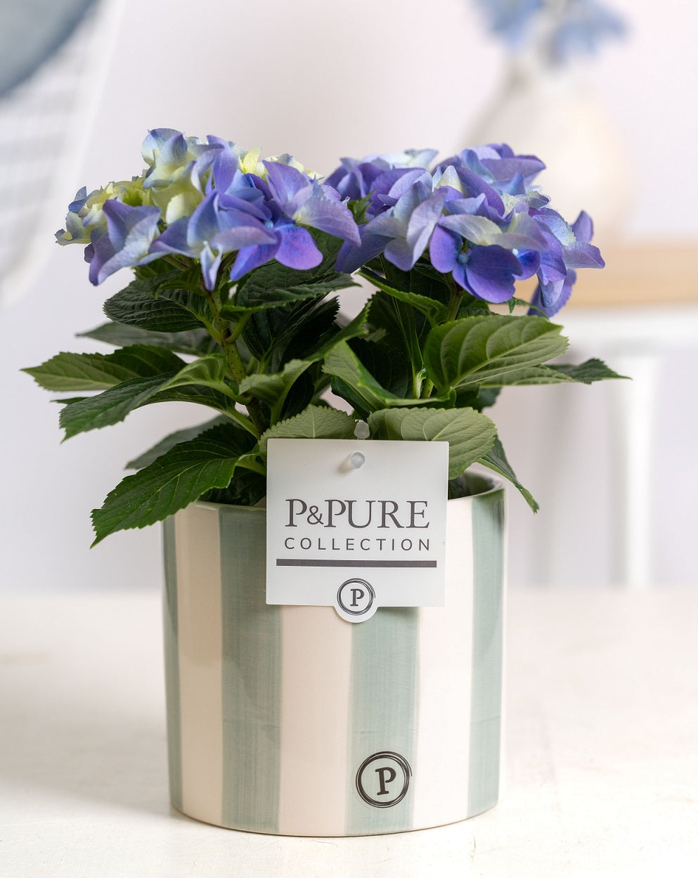 Hydrangea Early Blue 25cm 10cm Pot