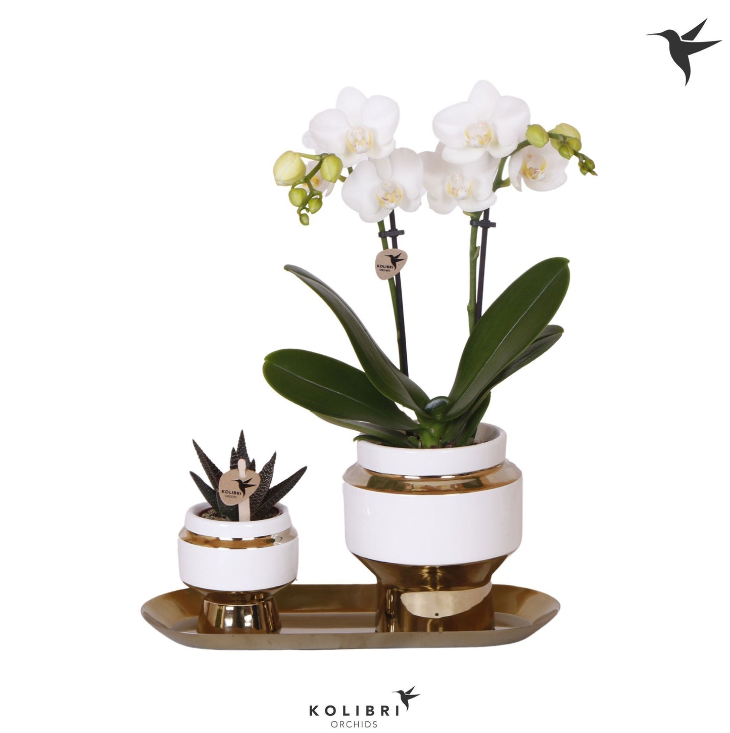 Kolibri Gift Set small Le Chic gold 40cm 18cm Pot