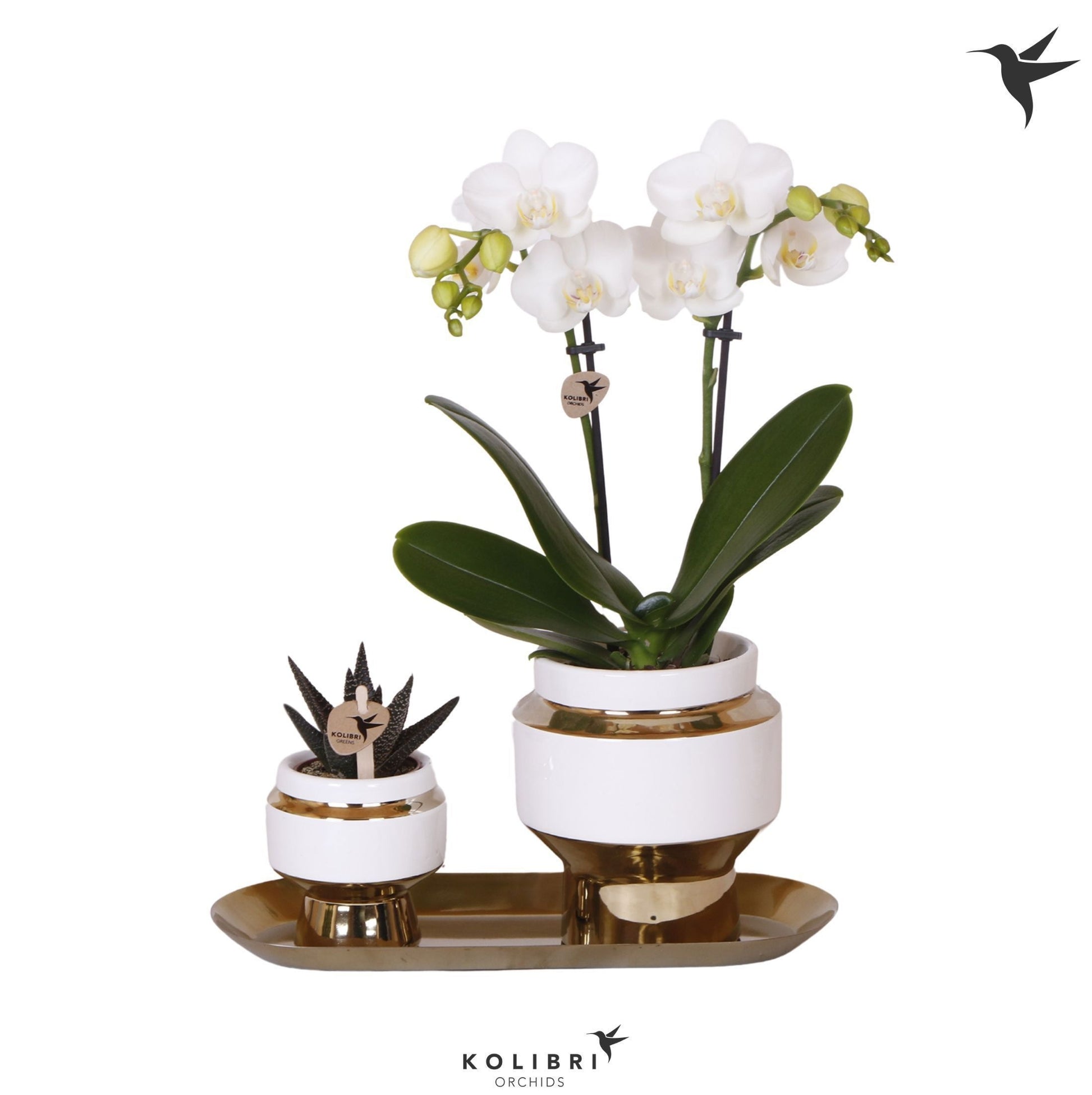 Kolibri Gift Set small Le Chic gold 40cm 18cm Pot
