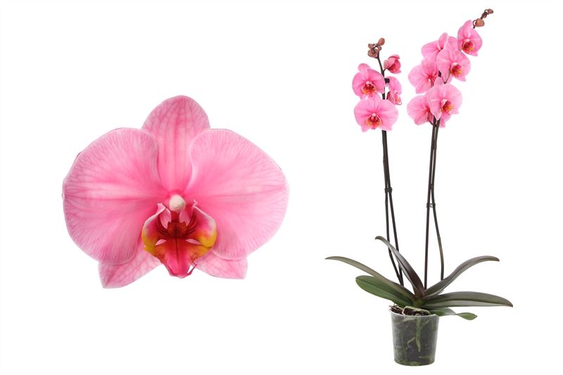 Phalaenopsis Hybrid 55cm 12cm Pot