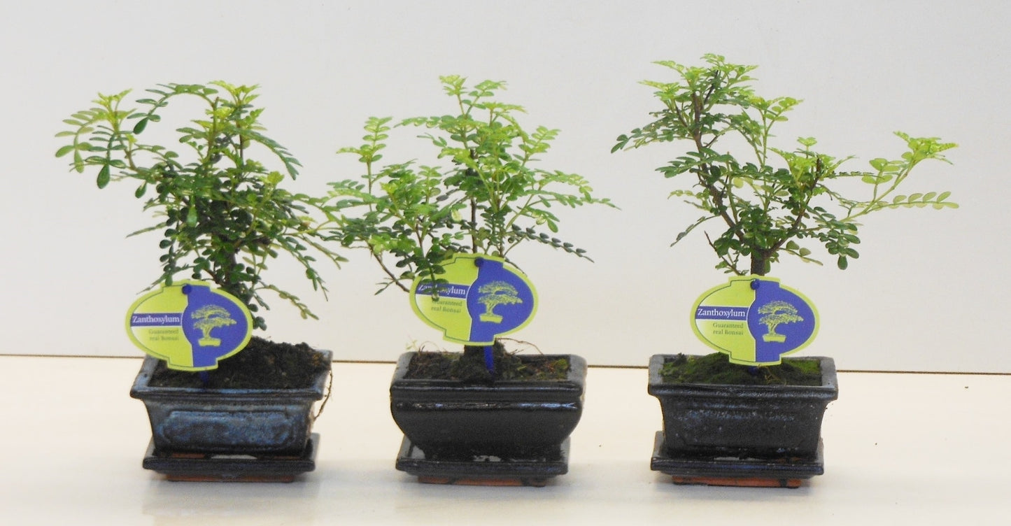 Lodder Bonsai BV Zanthoxylum piperitum Pack of 12
