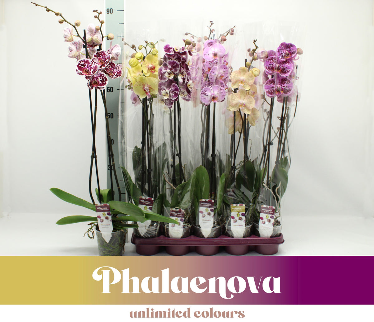 Phalaenopsis mix 75cm 12cm Pot