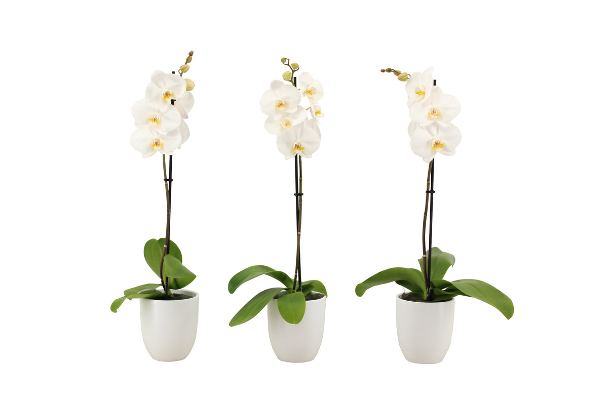 Phalaenopsis white 60cm 12cm Pot