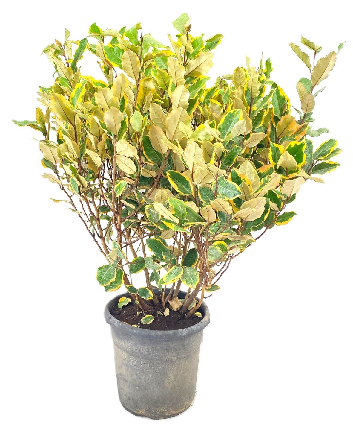 Elaeagnus Ebbingei 80cm 27cm Pot