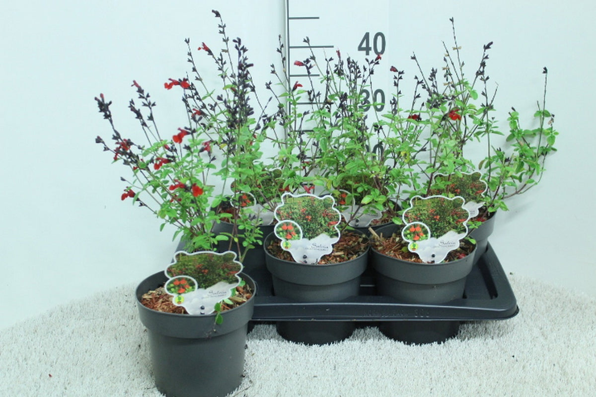 Salvia officinalis 45cm 17cm Pot