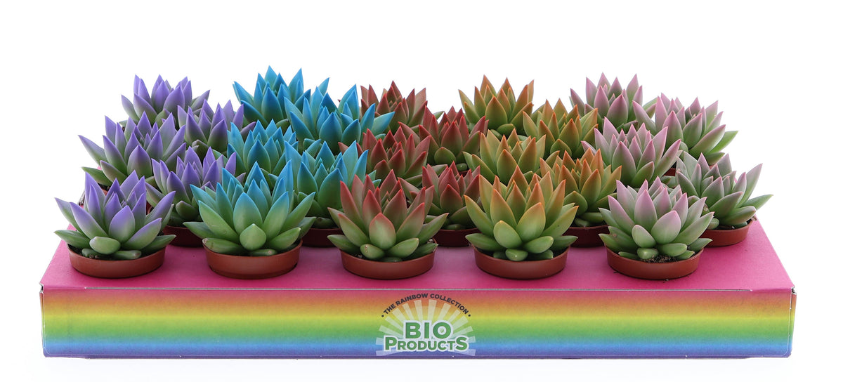 Rainbow tips mix 8cm 5.5cm Pot