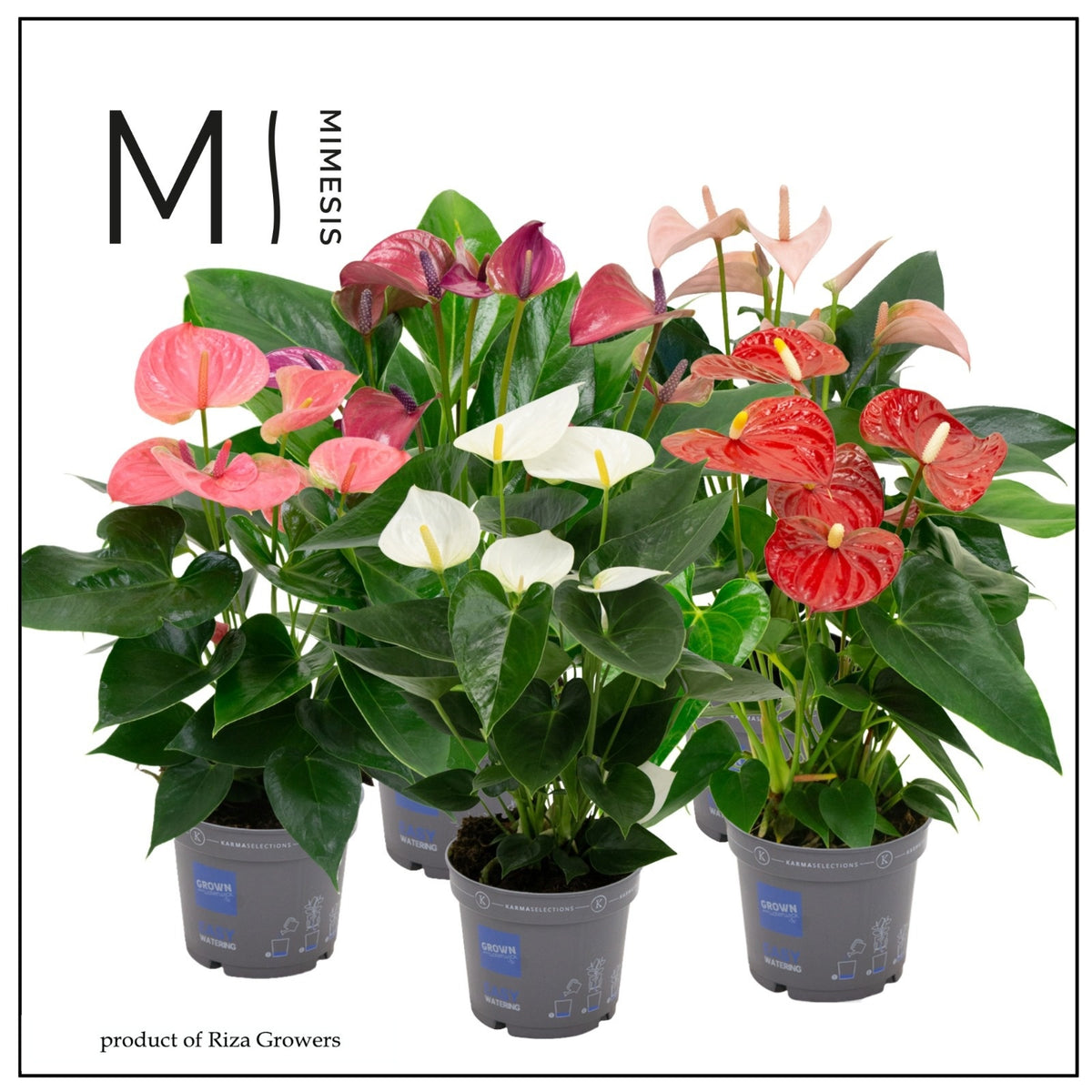 Anthurium mix 43cm 12cm Pot