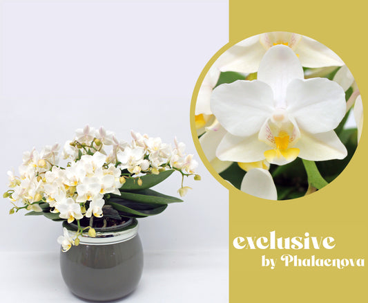 Phalaenova Phalaenopsis mf. Nazare Pack of 2