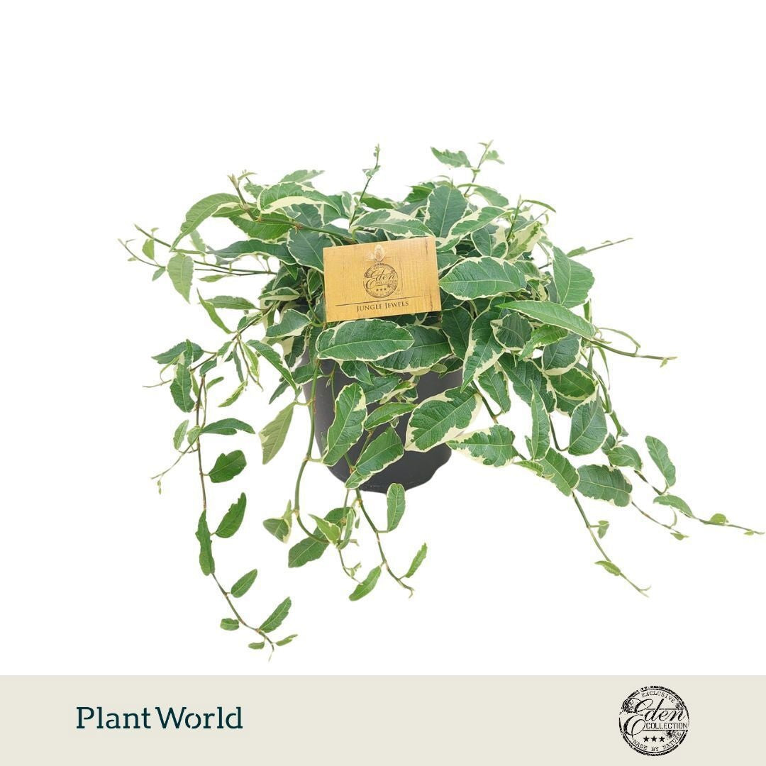 Plantworld Smit Kwekerij Ficus benjamina Pack of 6