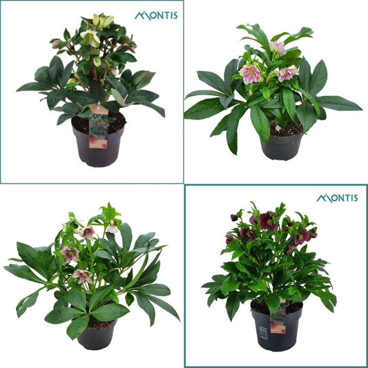 Helleborus or. mix 35cm 15cm Pot