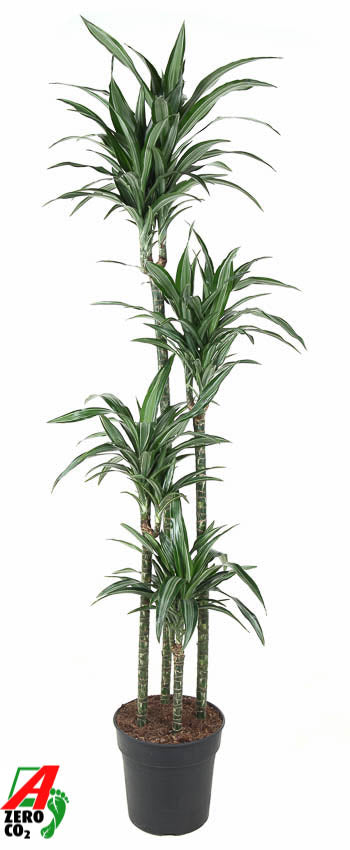 Dracaena fragrans Ulises 120-90-60-30 190cm 27cm Pot