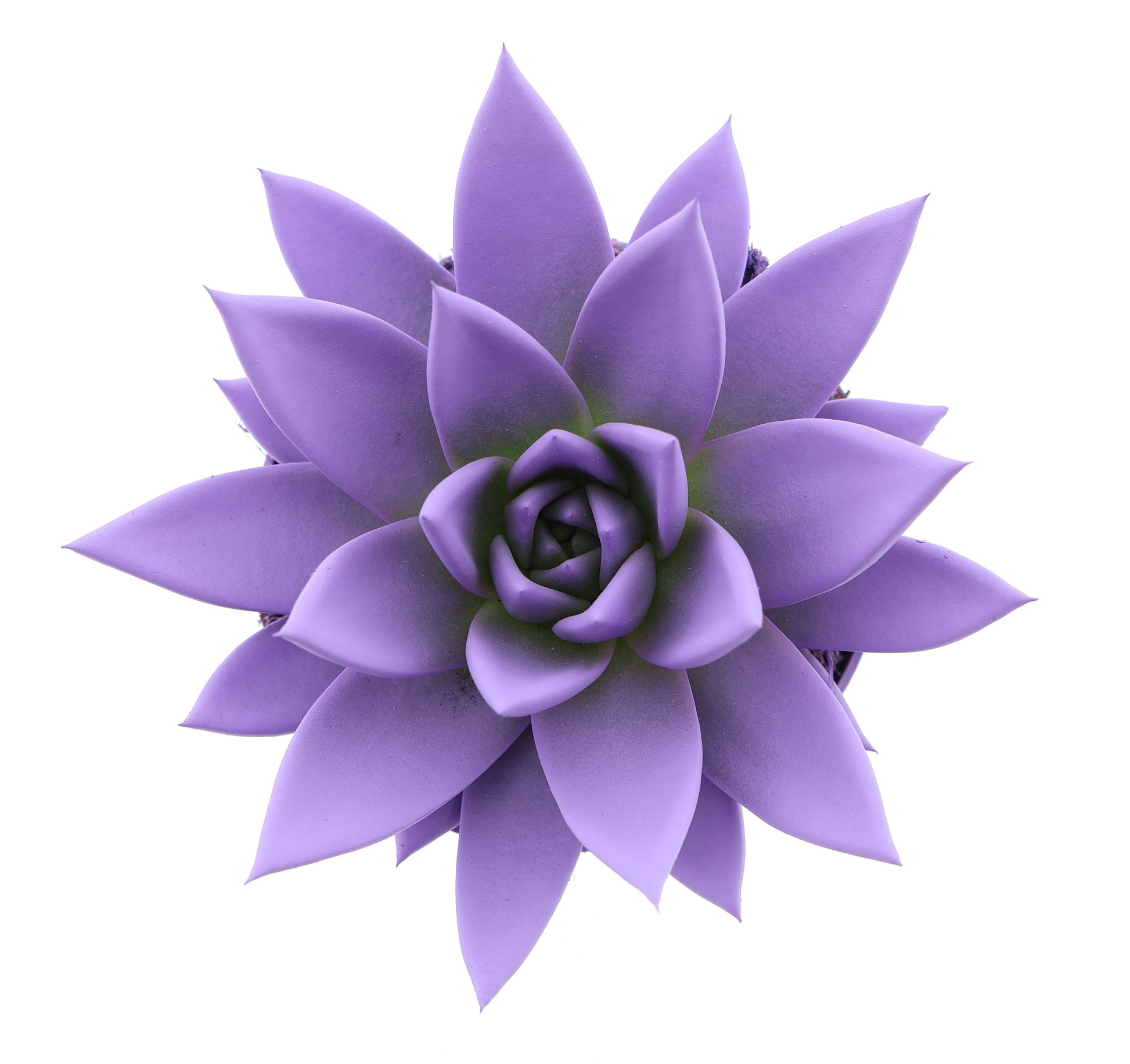Euro Cactus Holland Bv Rainbow purple Pack of 8