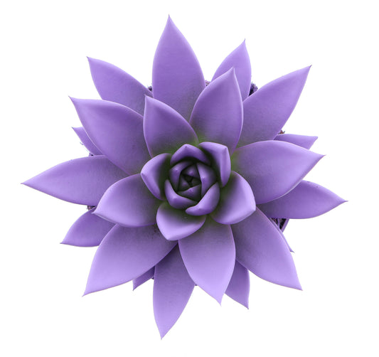Euro Cactus Holland Bv Rainbow purple Pack of 8