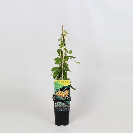 Lonicera tellmanniana 60cm 14cm Pot