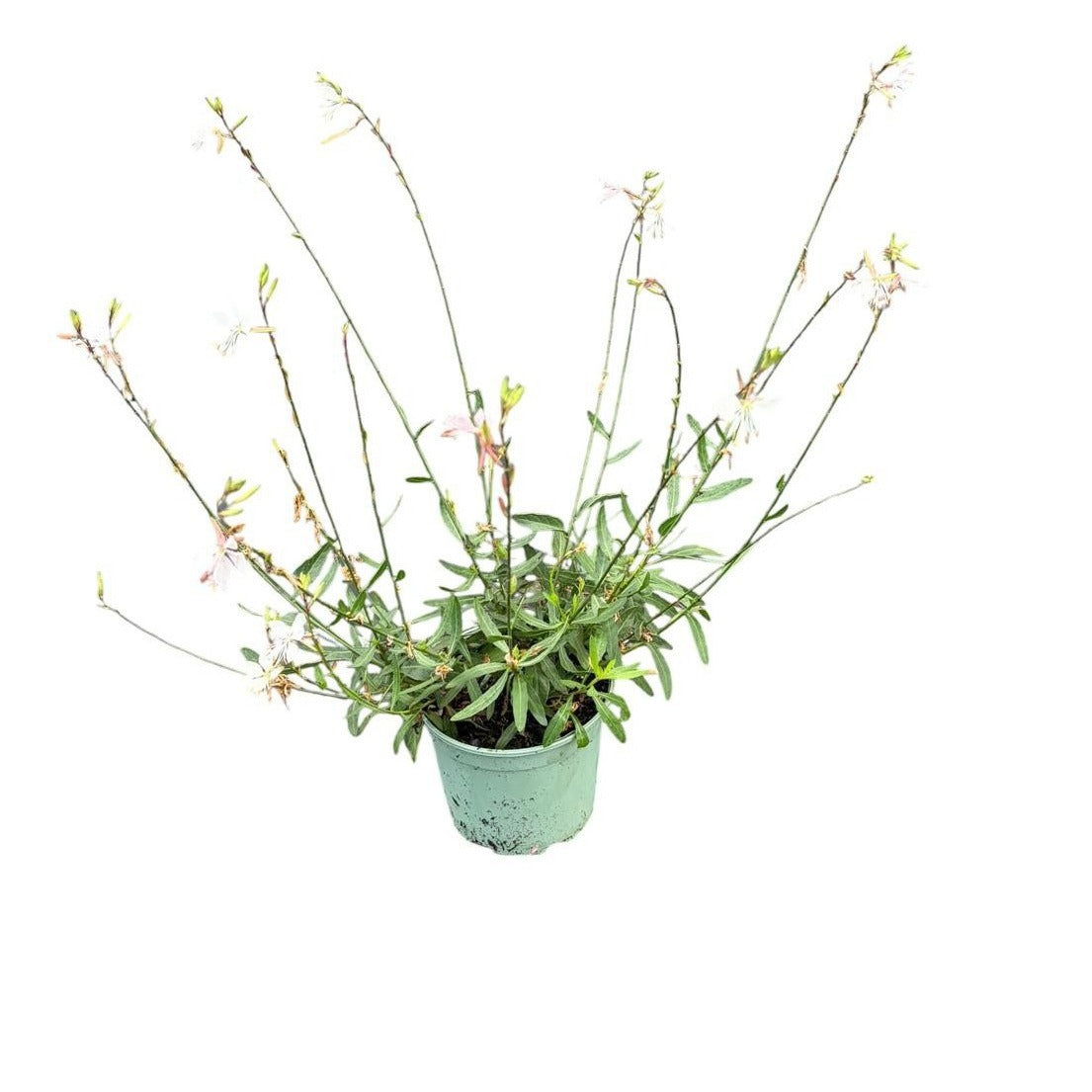 Woudenberg, VOF Gebr. van Gaura Whirling Butterflies Pack of 1