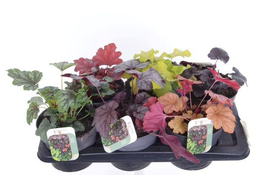 Heuchera hybrid 25cm 17cm Pot