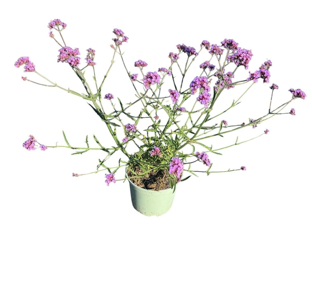 Woudenberg, VOF Gebr. van Verbena bonariensis Lollipop Pack of 1