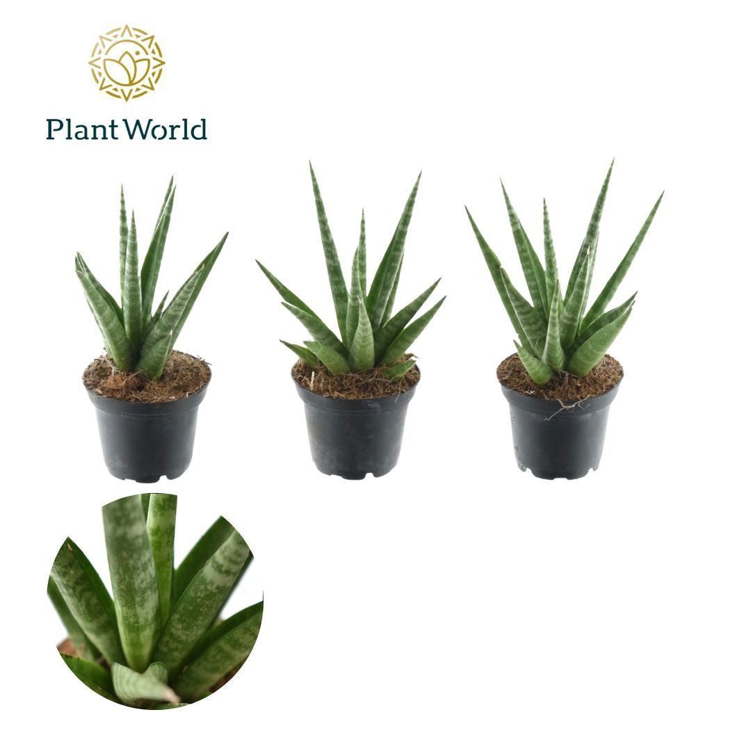Sansevieria francisii 15cm 7cm Pot