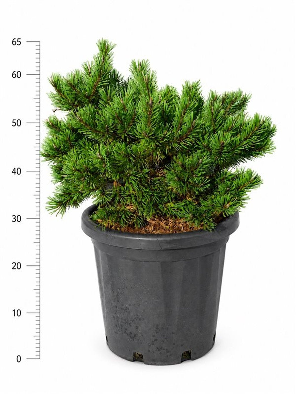 Pinus hybrid 65cm 38cm Pot