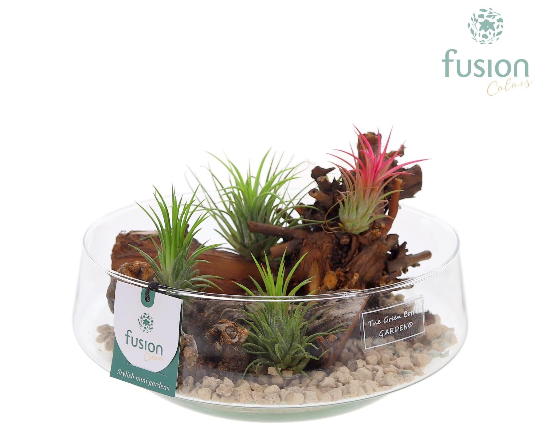 arr. Tillandsia 15cm 24cm Pot
