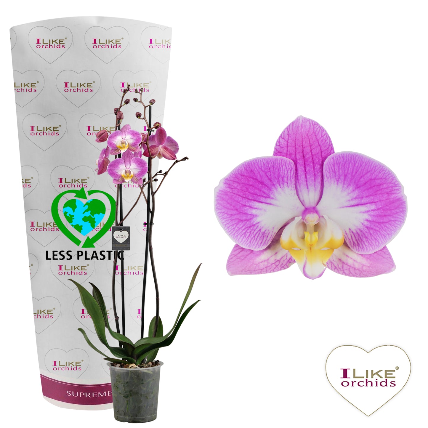 Phalaenopsis Sunca Split 65cm 12cm Pot