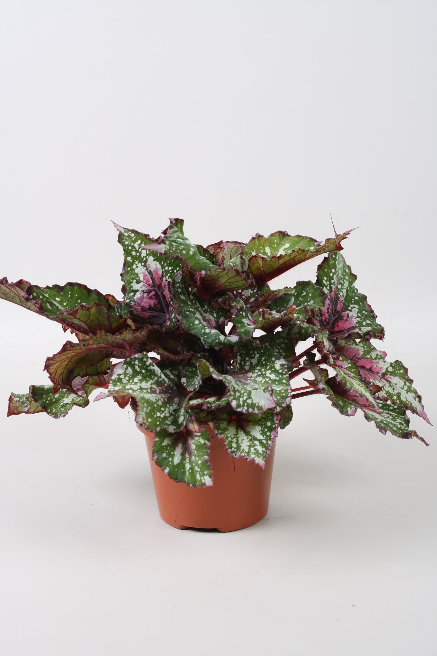 Berghoef Plants Begonia Alaska Creek Pack of 4